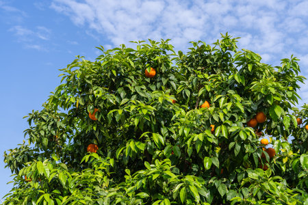 Vibrant orange fruits ripening on citrus tree, surrounded by rich green leaves, set against bright...