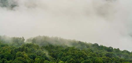 Thick mountain fog covering forest treetops in Dolomites, Italy. Atmospheric landscape, moody...
