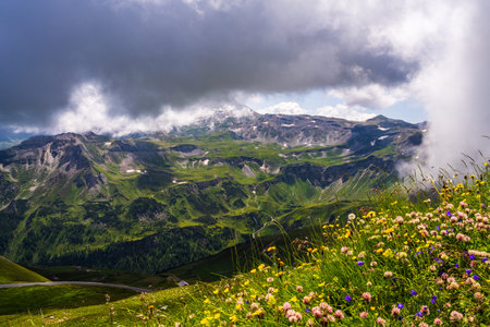 Beautiful view through flowers on a high mountain road, clouds descending on majestic mountains covered with green vegetation. Grossglockner high alpine road in summer. Austriaの写真素材