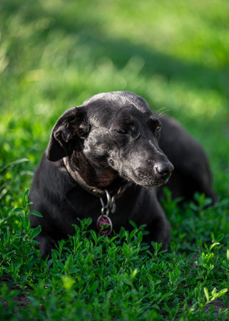 Adorable black dog relaxing in lush green grass on bright sunny day. Peaceful outdoor scene showing...