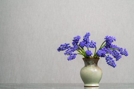 A delicate bouquet of muscari geocypts in a light clay vase on a light gray background. Tenderness. Fresh fragrance of spring. Calm still life.の写真素材