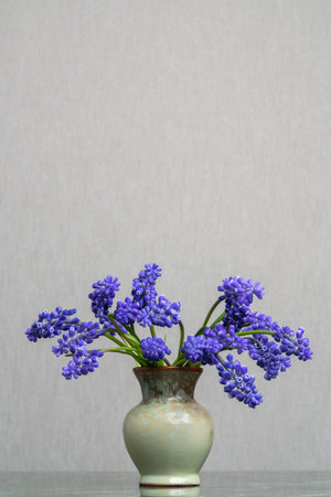 A delicate bouquet of muscari hyacinth in a light clay vase on a light gray background. Tenderness. Fresh fragrance of spring. Calm still life.の写真素材