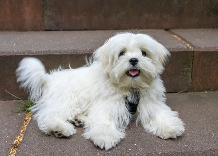 Cute white bichon frize dog outdoors.