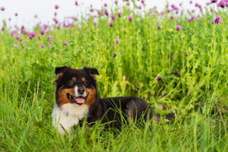 Cute dog lying among blooming lilac poppies and staring intently into the lens. Great shot for topics about nature, friendship, animals.の写真素材