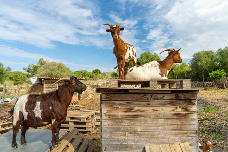 Cute goats inside a fenced enclosure on a countryside farm. Represents rural life, livestock care, sustainable animal farming in a natural environment.の写真素材