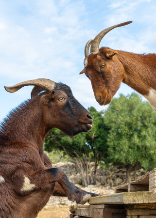 Cheerful goats playing on bright sunny day at rural farm. Natural lifestyle, sustainable farming, and happy animals in countryside.の写真素材