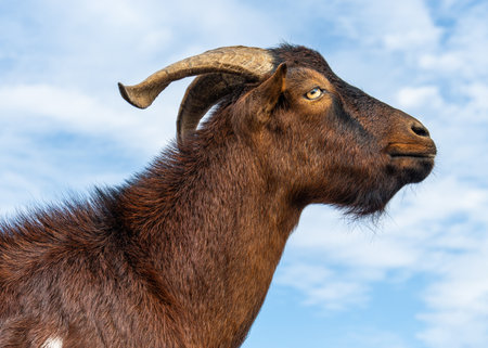 Side profile of goat with horns against clear blue sky. Ideal for themes of farming, livestock, rural lifestyle, natural animal beauty in an outdoor setting.の写真素材
