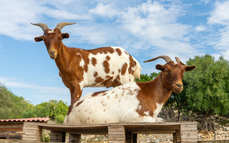 Two brown and white goats on a wooden platform in a rural farm setting. One lying down, other standing. Concept of livestock, countryside lifestyle, sustainable farming.の写真素材
