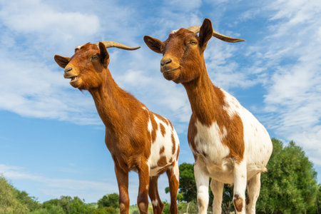 Pair of goats standing under a clear blue sky. Represents countryside lifestyle, domestic animals,...