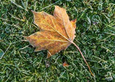 Frozen yellow maple leaf on dewy green grass during first autumn frost. Macro view showing the transition from fall to winter in natural setting.の写真素材