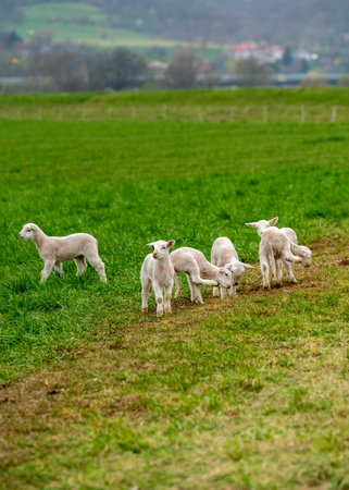 Adorable young lambs frolicking and feeding on a lush green meadow. Playful baby sheep in an open farm enclosure, representing countryside life and beauty of spring.の写真素材