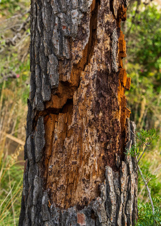 Close up of tree trunk with severely damaged and cracked bark, showing natural texture, decay,...