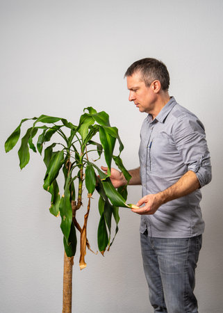 Man taking care of an indoor palm plant at home, removing dry leaves. Houseplant care, home gardening and cozy lifestyle concept.の写真素材