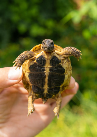 Man holding young turtle with focus on animal. Wildlife care, human responsibility, reptile, and nature conservation concept.の写真素材