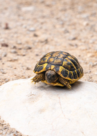 Small turtle basking on stone in its natural habitat. Wildlife, reptile, nature, ecology, and outdoor animal behavior concept in natural environment.の写真素材