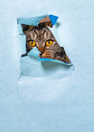 Adorable tabby cat peeking through ripped paper opening on blue background. Close up view of curious pet with empty space for text. Creative animal concept suitable for advertisingの写真素材