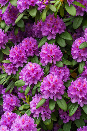 Closeup vibrant purple rhododendron flowers surrounded by fresh green leaves. Bright spring bloom, detailed floral texture, natural garden background.の写真素材