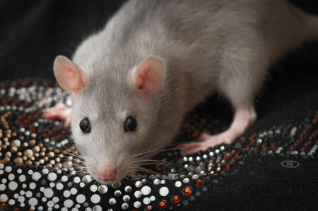 Cute Ratsの写真素材