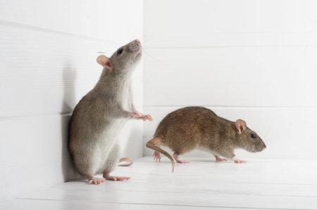 Cute Ratsの写真素材