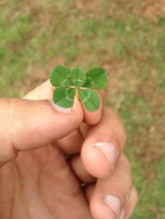 5 leaf clover 