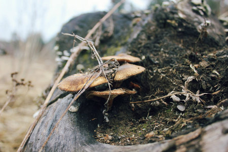 mushrooms on stumpの写真素材