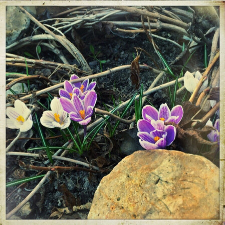 flowers in the flowerbed