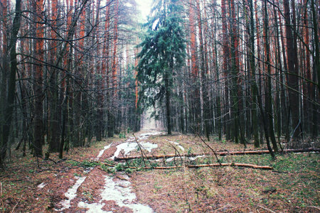 road in the forest