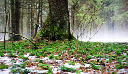 spruce branchesの写真素材