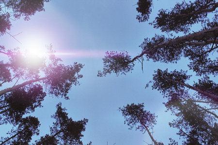 tree topsの写真素材