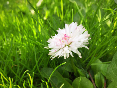 white flower