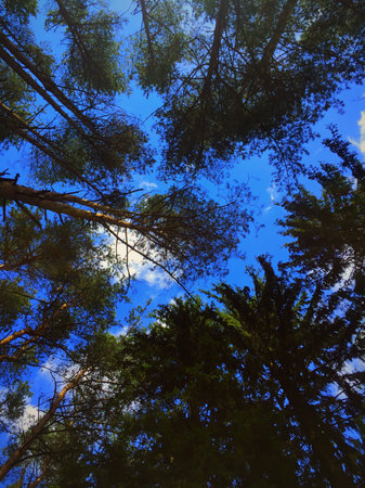 tree tops