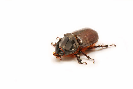 Rhinoceros beetle isolated on white