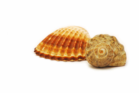 Two shells isolated on white