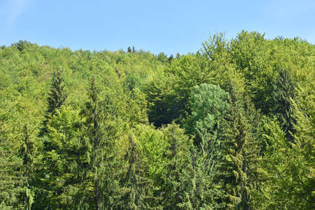 Green forest in summerの写真素材
