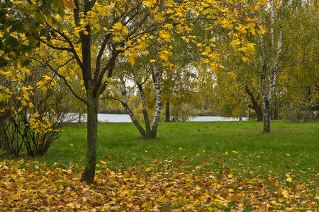 Trees in the fall in park. Beautiful yellow leaves on a green grassの写真素材