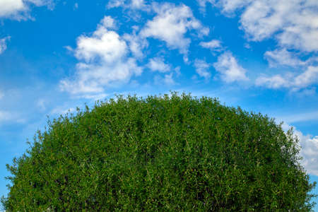 Tree top on the blue sky backgroundの写真素材