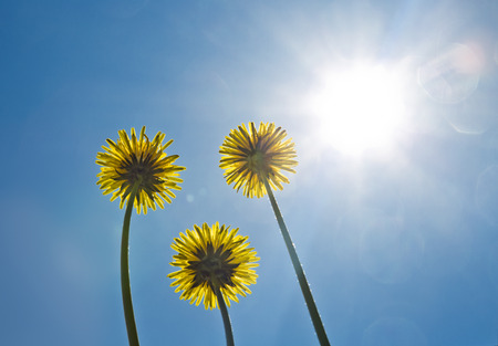Dandelions on the blue sky. Bright sun. Sunshine.の写真素材