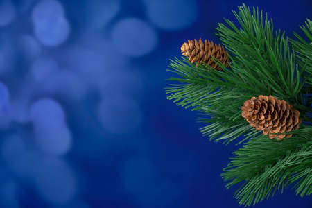branches of a Christmas tree on a colored backgroundの写真素材