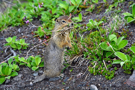 Gopher at work