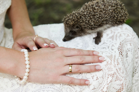 Hands of a bride with a wedding ring lying on a dress with a little hedgehog in the backgroundの写真素材