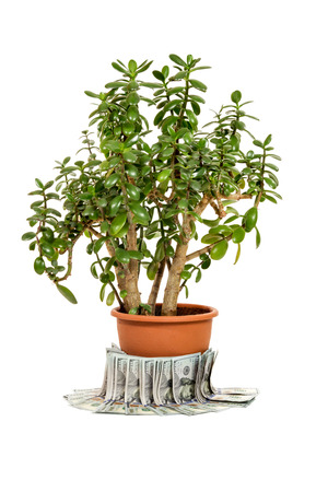 Crassula ovata or jade in a pot in a circle overlaid hundred dollar bills isolated on white backgroundの写真素材