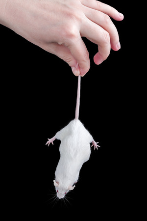 Fingers hold by the tail a white mouse with red eyes isolated on a black backgroundの写真素材