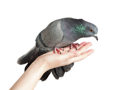 Gray pigeon sitting on a female hand isolated on white backgroundの写真素材
