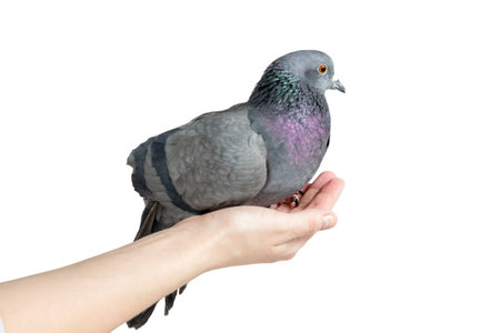 Pigeon sitting on a female hand isolated on white backgroundの写真素材