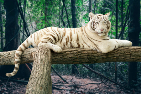 Portrait of a Bengal white tiger lying on a tree in a forest background