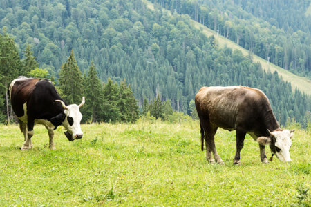 Cows with bells are grazing in the meadow on the hillside among the treesの写真素材