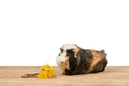 Guinea pig next to a bouquet of dandelions on an old wooden table isolated on a white backgroundの写真素材