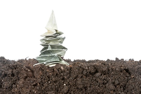 Money tree spruce origami folded from hundred dollar bills in soil isolated on white backgroundの写真素材