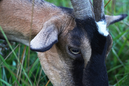Eye of a goat chewing green grass closeupの写真素材