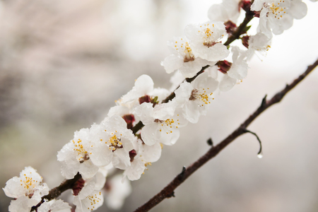 Branch of blossoming apricots with beautiful flowers in the snowの写真素材